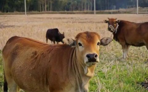 夏天如何科学给鸡喂食?
