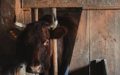 牛碘缺乏症的防治与预防措施