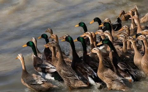 鸭腹水症的防治方法有哪些？