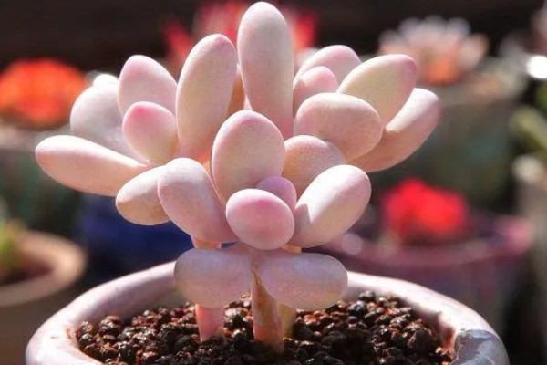立秋前后能种大蒜吗，可以在立秋前后种植