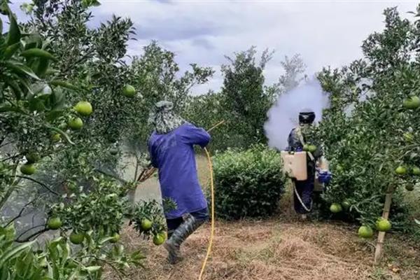 铁肥是什么肥，可分为无机铁肥、有机铁肥和螯合铁肥