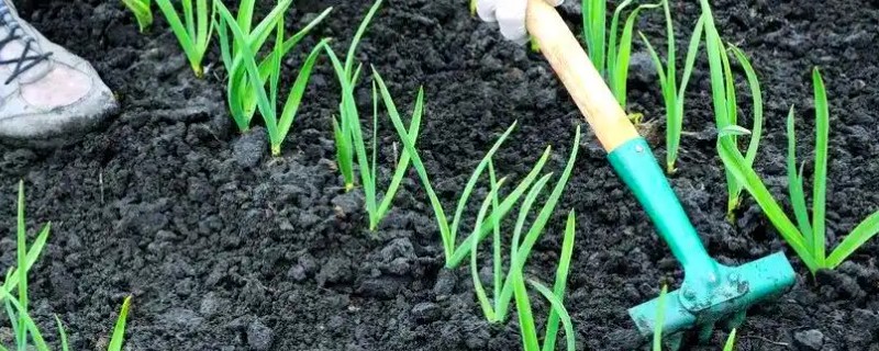 素馨花的别名，为素英花、耶悉茗花
