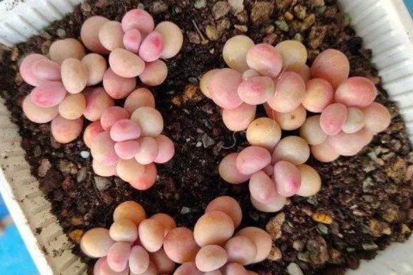肉牛食欲差该怎么解决，要及时进行驱虫
