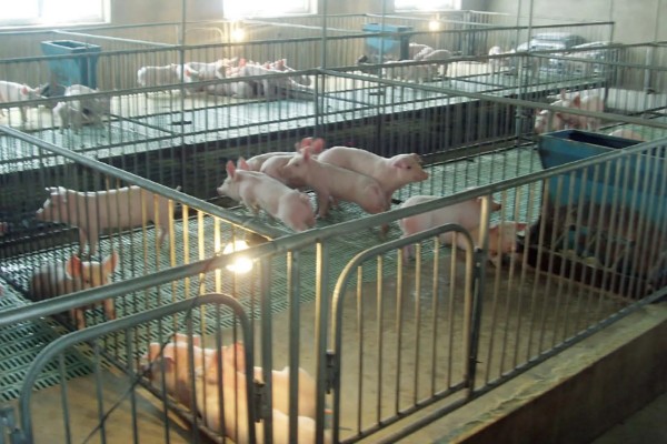 肉牛食欲差该怎么解决，要及时进行驱虫