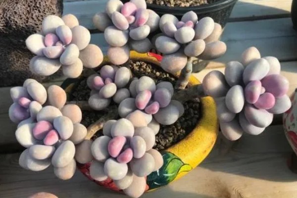 无花果夏季的扦插方法，选择瓦盆或陶盆种植