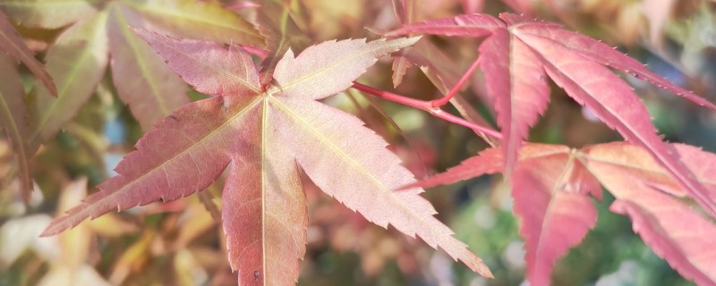 凤仙花的外形特点，茎高40-100厘米