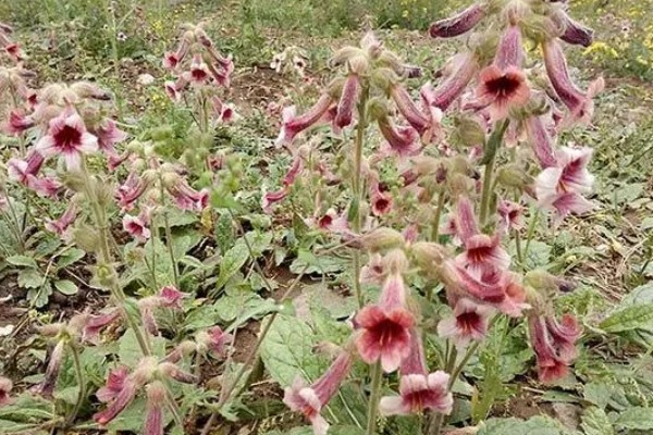 凤仙花的外形特点，茎高40-100厘米