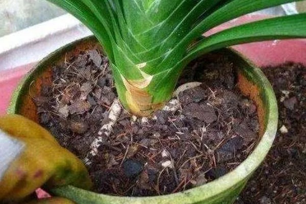 中蜂和意蜂哪个打架厉害，意蜂打架比中蜂厉害