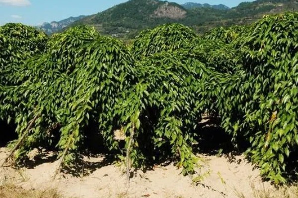 猫咪要发起攻击的预兆，一般会炸毛