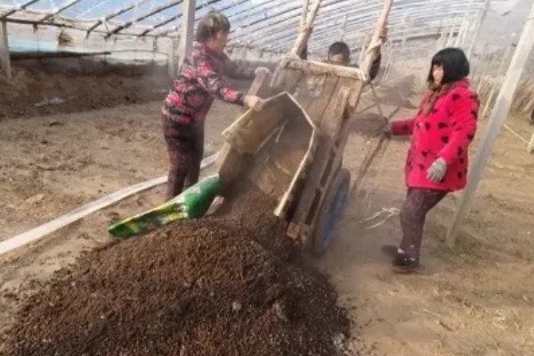 鸭掌木的家庭养法，盛夏时节更应该每天浇水