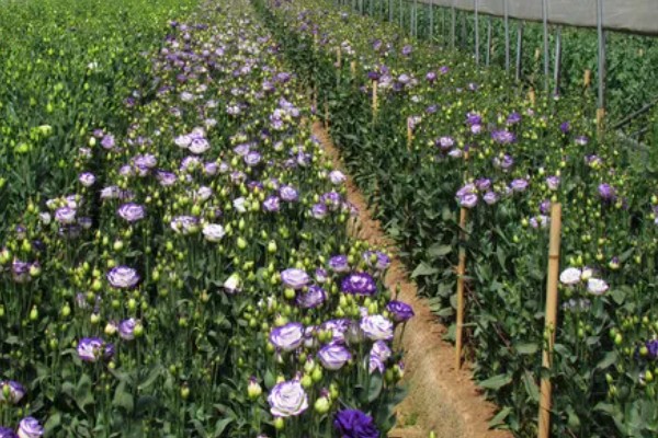 鸭掌木的家庭养法，盛夏时节更应该每天浇水