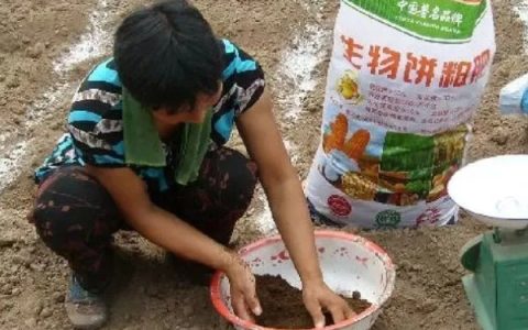 春天如何正确给黑法师浇水，确保土壤充分湿润