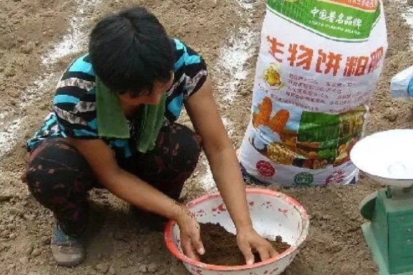 春天怎么给黑法师浇水，浇就要把它的土壤浇透