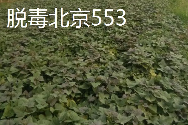 春天怎么给黑法师浇水，浇就要把它的土壤浇透