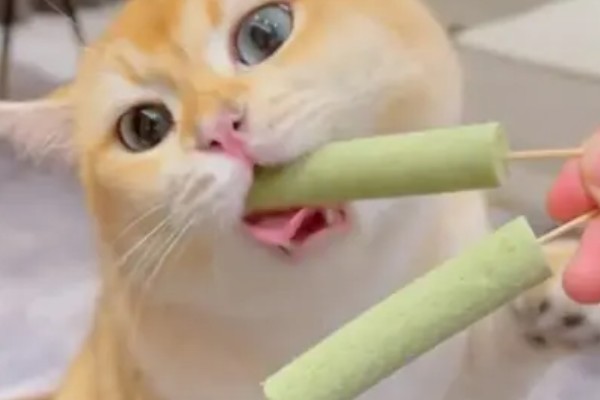 鸡爪槭的养护方法，生长季节浇水要充足