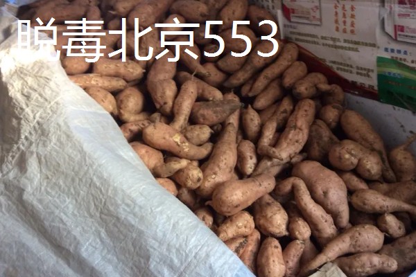 鸡爪槭的养护方法，生长季节浇水要充足