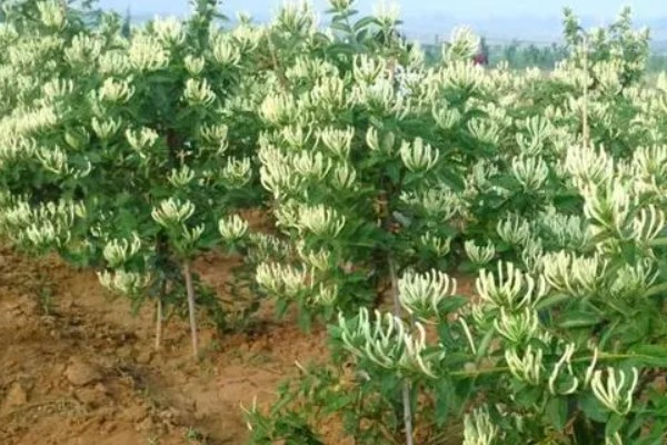 鸡爪槭的养护方法，生长季节浇水要充足