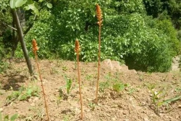 鸡爪槭的养护方法，生长季节浇水要充足