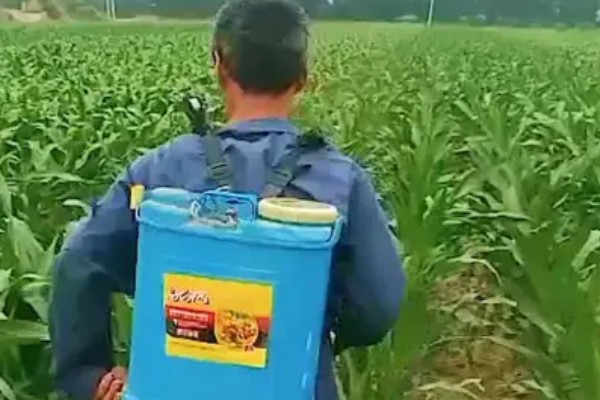 德美111玉米种简介，出苗至成熟126天