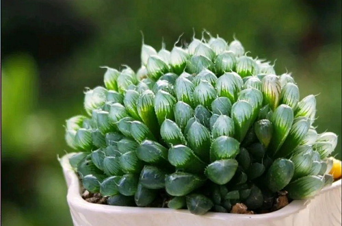 玉露怎么养才能爆盆？掌握这些技巧轻松养出饱满植株！