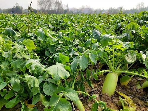 冬菠菜高产管理技巧与种植要点