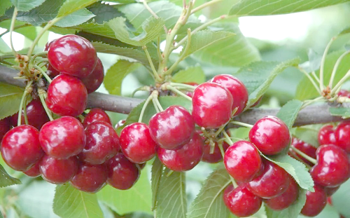 冬季大樱桃树的管理要点与技术措施