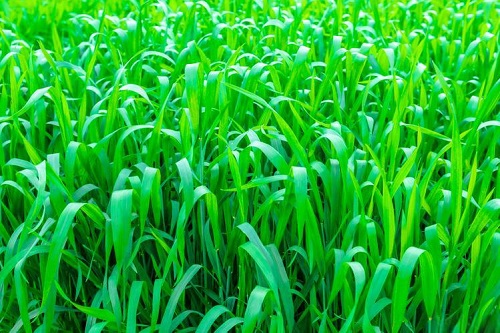 冬季满天星花怎么养？教你科学养护技巧
