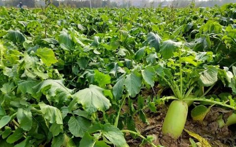 冬季草莓种植管理的关键技术与注意事项