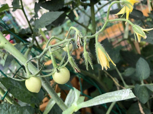 棉花贪青晚熟怎么办？科学管理促早熟增产量