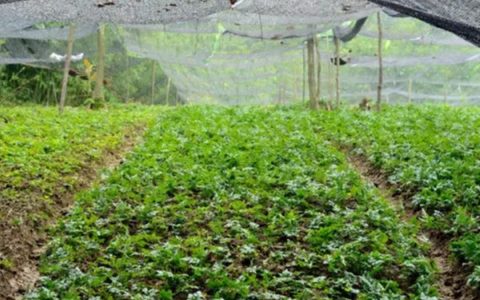 花椒树7月份能修剪吗？能修剪但只能轻剪，避免影响生长。