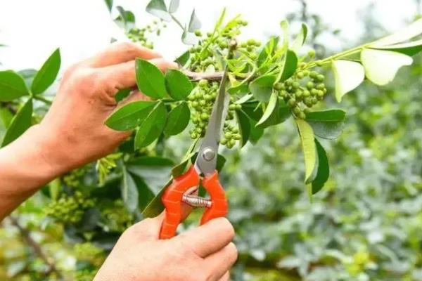 花椒树7月份能修剪吗，能修剪但只能轻剪