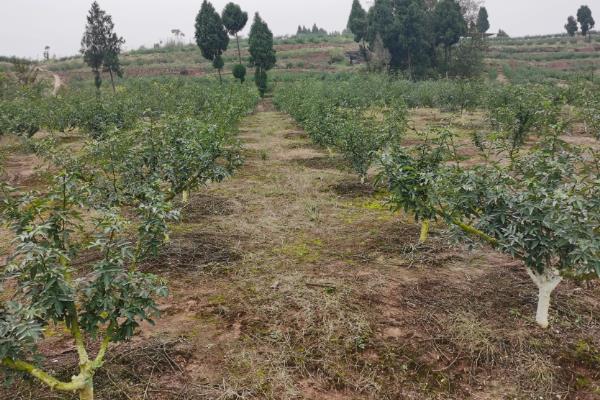 花椒树7月份能修剪吗，能修剪但只能轻剪