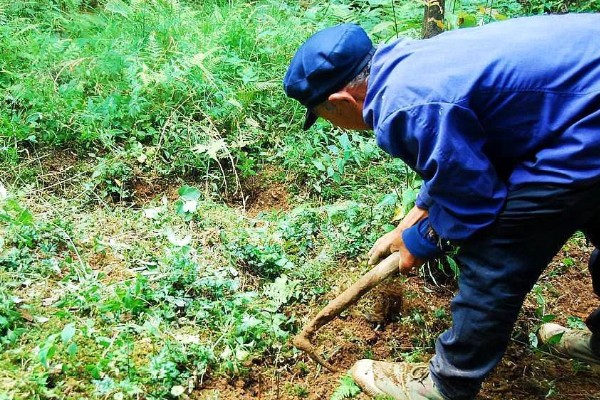 花椒树7月份能修剪吗，能修剪但只能轻剪