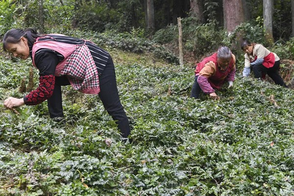 花椒树7月份能修剪吗，能修剪但只能轻剪
