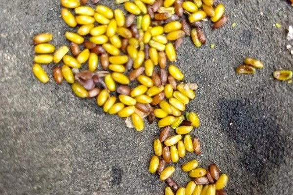 火龙果怎么保存，可放置在阴凉处或冰箱保存