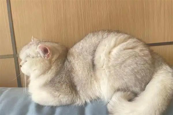 狗突然能挤出奶的原因，可能是怀孕、假孕所致