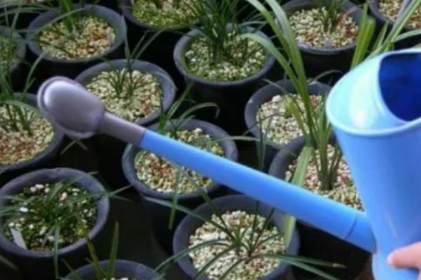 月季黑斑病的防治技巧，发芽前喷施石硫合剂