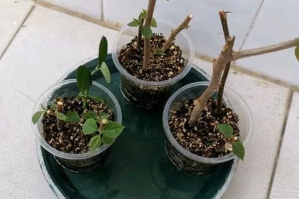 三角梅烂根如何解决，土壤不适需换土重栽