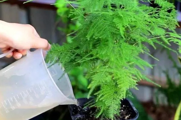 哪些因素影响小麦高产，包括土壤、施肥等因素