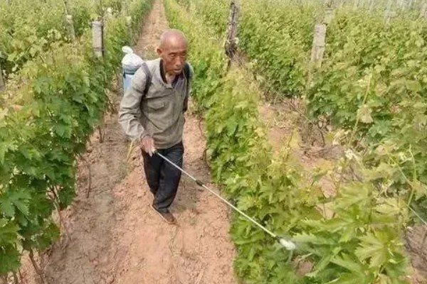 羽叶洋葵怎么播种，种子经过清洗和浸泡后再撒播