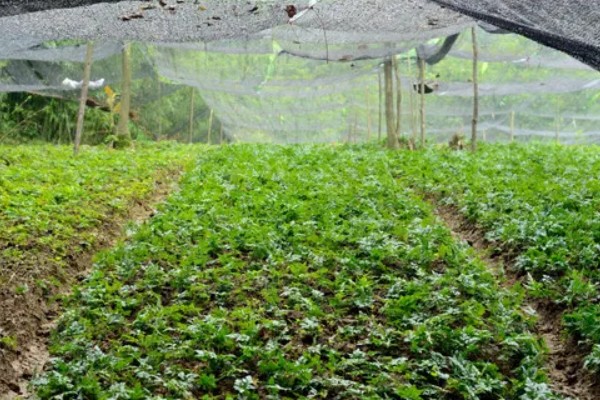 金叶女贞的修剪方法，定植期修剪部分根系和枝叶
