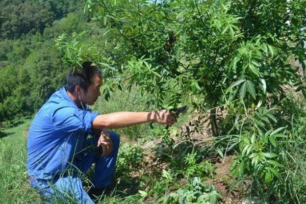 养栀子花要注意什么，春秋冬三季提供全天候的光照