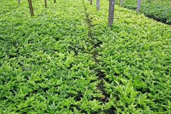金叶女贞的修剪方法，定植期修剪部分根系和枝叶