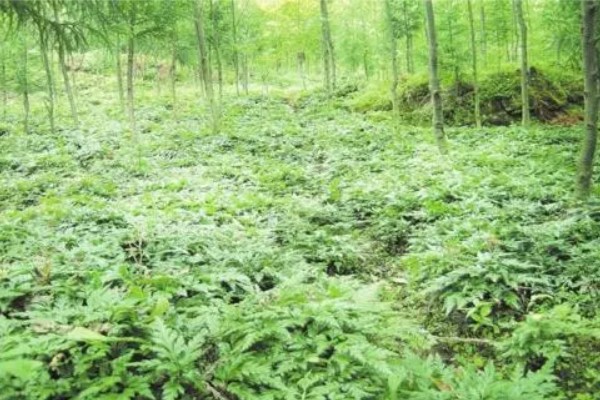 金叶女贞的修剪方法，定植期修剪部分根系和枝叶
