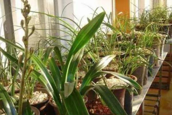 金叶女贞的修剪方法，定植期修剪部分根系和枝叶