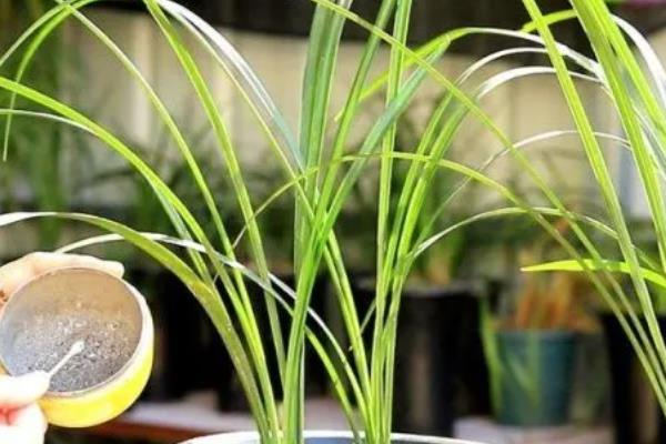 金叶女贞的修剪方法，定植期修剪部分根系和枝叶