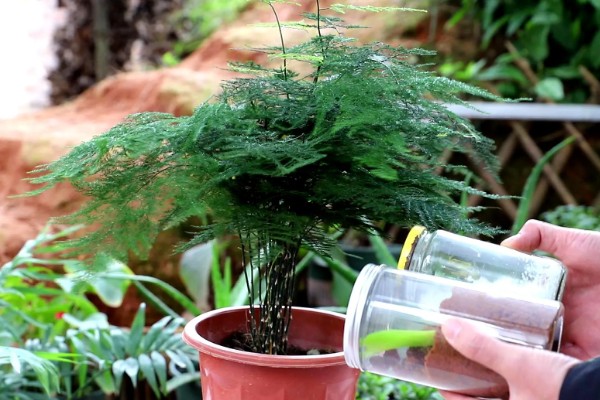 可以自制文竹肥料吗，可使用烂菜叶、水果皮、动物粪自制肥料