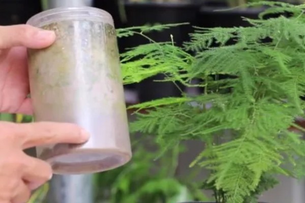 可以自制文竹肥料吗，可使用烂菜叶、水果皮、动物粪自制肥料