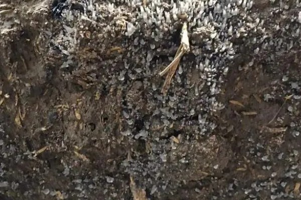 羊肚菌不出菇的原因，可能是菌丝体生长不成熟所致