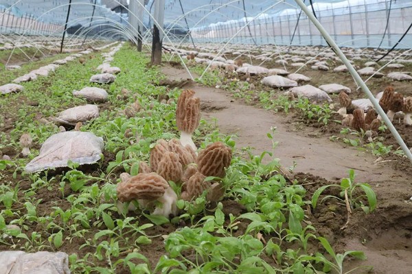 羊肚菌不出菇的原因，可能是菌丝体生长不成熟所致